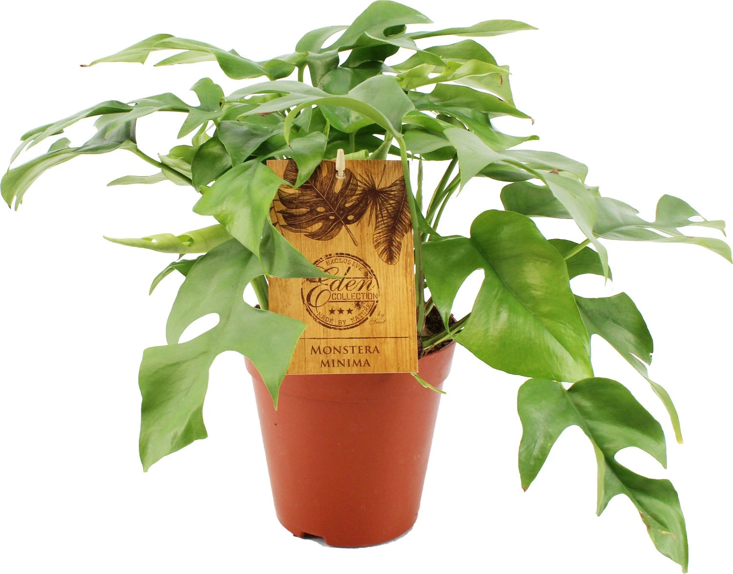 Philodendron (Philodendron Minima) D 12 H 30 Cm 3 Philodendron (Philodendron Minima) D 12 H 30 Cm