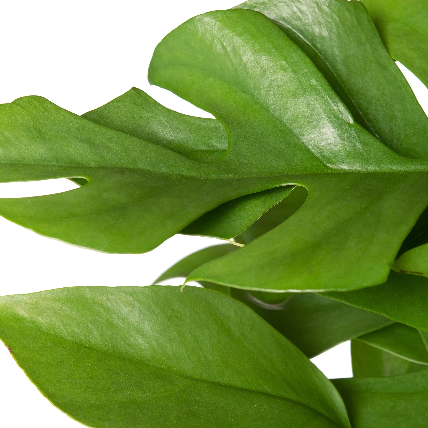 Philodendron (Philodendron Minima) D 12 H 30 Cm 4 Philodendron (Philodendron Minima) D 12 H 30 Cm - Afbeelding 2