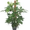 Philodendron Op Mosstok (Philodendron Pedatum) D 21 H 100 Cm 2 Philodendron Op Mosstok (Philodendron Pedatum) D 21 H 100 Cm -Groene Tuin Winkel 8717263721598