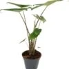 Olifantsoor (Alocasia Zebrina) D 17 H 60 Cm -Groene Tuin Winkel 8717263721932