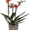 Vlinderorchidee 3 Tak (Phalaenopsis Multiflora) Oranje D 12 H 50 Cm -Groene Tuin Winkel 8717263722670