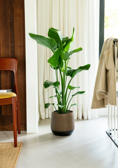 Paradijsvogelplant (Strelitzia Nicolai) D 21 H 100 Cm -Groene Tuin Winkel 8717263722809 2