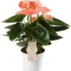 Flamingoplant (Anthurium Andraeanum 'Spirit') D 12 H 40 Cm -Groene Tuin Winkel 8717263723059