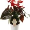 Flamingoplant (Anthurium Andraeanum 'Coral Champion') D 12 H 40 Cm -Groene Tuin Winkel 8717263723066