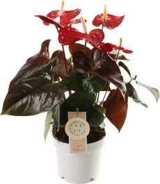 Flamingoplant (Anthurium Andraeanum 'Coral Champion') D 12 H 40 Cm
