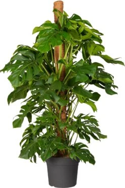 Gatenplant Met Mosstok (Monstera Pertusum) D 35 H 150 Cm