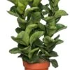 Vioolbladplant (Ficus Lyrata 'Bambino') D 21 H 70 Cm -Groene Tuin Winkel 8717263723660