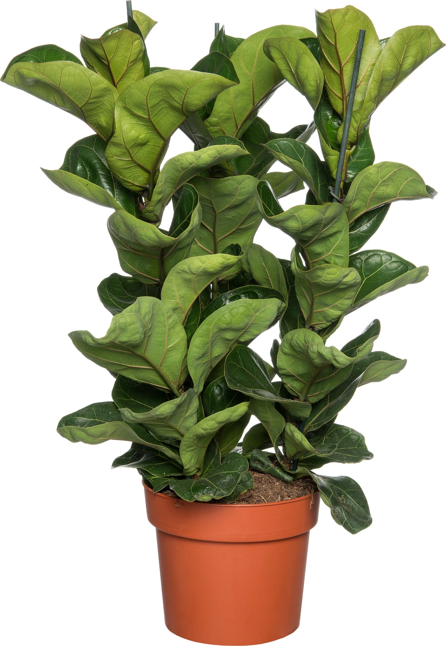 Vioolbladplant (Ficus Lyrata 'Bambino') D 21 H 70 Cm 3 Vioolbladplant (Ficus Lyrata 'Bambino') D 21 H 70 Cm