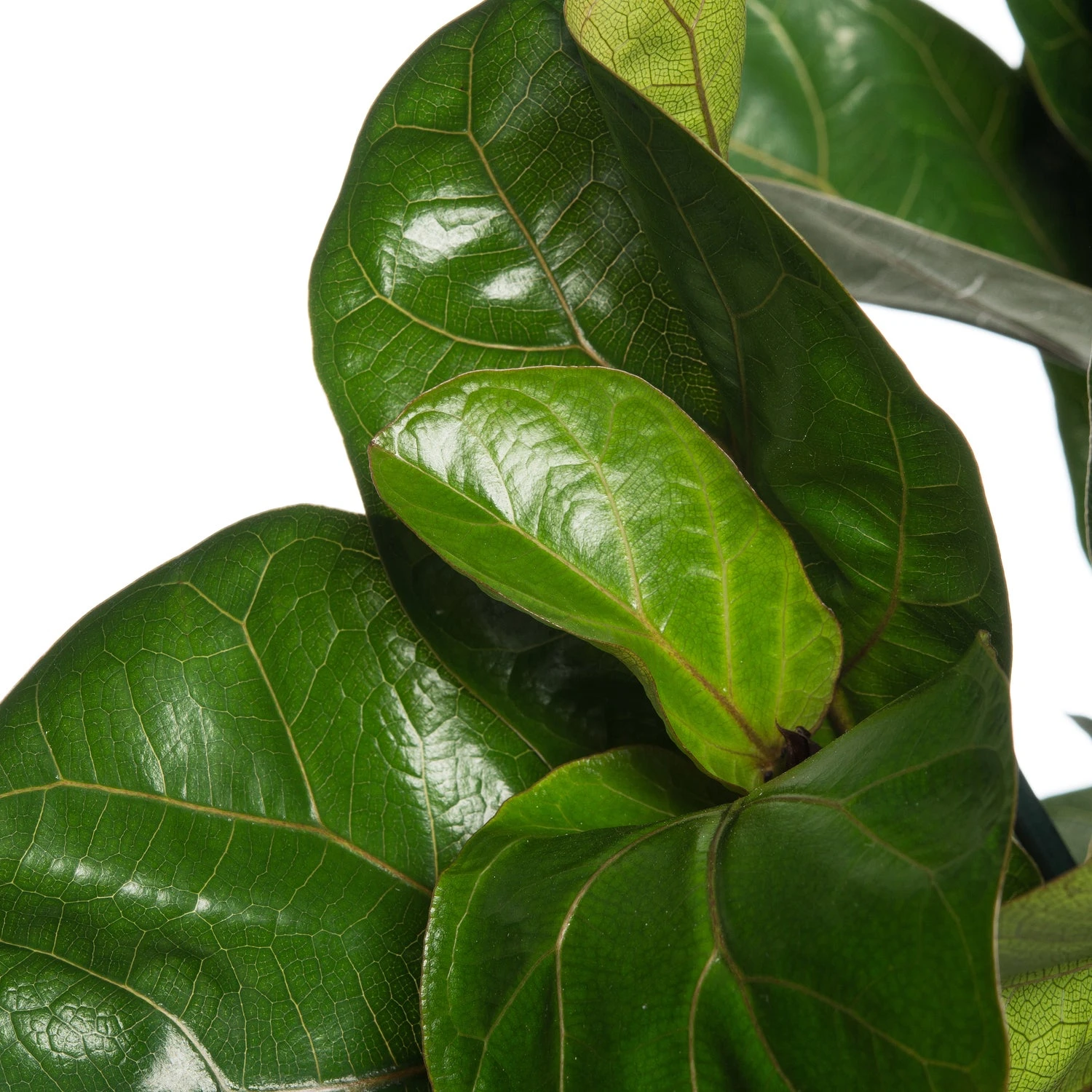 Vioolbladplant (Ficus Lyrata 'Bambino') D 21 H 70 Cm 4 Vioolbladplant (Ficus Lyrata 'Bambino') D 21 H 70 Cm - Afbeelding 2