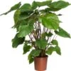 Homalomena (Homalomena Rubescens 'Maggy') D 24 H 80 Cm -Groene Tuin Winkel 8717263724254
