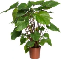 Homalomena (Homalomena Rubescens 'Maggy') D 24 H 80 Cm