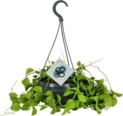 Dubbeltjesplant In Hangpot (Dischidia Imbricata) D 14 H 40 Cm