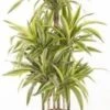 Drakenbloedboom (Dracaena Fragrans (D) 'Lemon Lime') D 31 H 140 Cm 2 Drakenbloedboom (Dracaena Fragrans (D) 'Lemon Lime') D 31 H 140 Cm -Groene Tuin Winkel 8717263725282