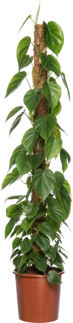 Philodendron (Philodendron Scandens) D 27 H 150 Cm