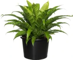 Nestvaren (Asplenium Antiquum) D 37 H 80 Cm