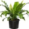 Nestvaren (Asplenium Nidus) D 37 H 80 Cm -Groene Tuin Winkel 8717263725657 1