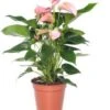 Flamingoplant (Anthurium Andreanum 'Pink Jolie') D 12 H 40 Cm -Groene Tuin Winkel 8717263725701