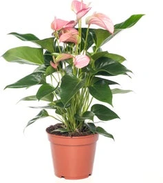 Flamingoplant (Anthurium Andreanum 'Pink Jolie') D 12 H 40 Cm