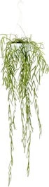 Smalle Wasbloem In Hangpot (Hoya Linearis) D 12 H 35 Cm