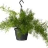 Sierasperge In Hangpot (Asparagus Densiflorus 'Sprengeri') D 19 H 50 Cm 1 Sierasperge In Hangpot (Asparagus Densiflorus 'Sprengeri') D 19 H 50 Cm -Groene Tuin Winkel 8717263725732