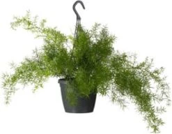 Sierasperge In Hangpot (Asparagus Densiflorus 'Sprengeri') D 19 H 50 Cm