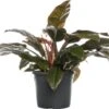 Philodendron (Philodendron 'Imperial Red') D 24 H 65 Cm -Groene Tuin Winkel 8717263725824