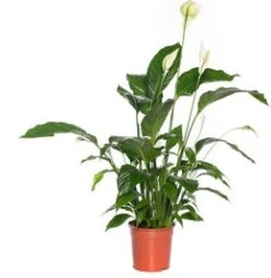 Lepelplant (Spathiphyllum 'Bingo Cupido') D 19 H 80 Cm