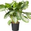 Aglaonema (Aglaonema 'Silver Bay') D 21 H 55 Cm -Groene Tuin Winkel 8717263761587 1