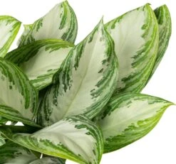 Aglaonema (Aglaonema 'Silver Bay') D 21 H 55 Cm -Groene Tuin Winkel 8717263761587 2