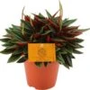 Peperomia (Peperomia Caperata 'Rosso') D 10,5 H 15 Cm -Groene Tuin Winkel 8717263761778