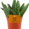 Aloë (Aloe 'Paradisicum') D 10,5 H 15 Cm -Groene Tuin Winkel 8717263761785