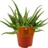 Spinnenplant (Aloe 'Spider') D 10,5 H 15 Cm -Groene Tuin Winkel 8717263761792