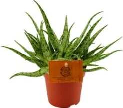 Spinnenplant (Aloe 'Spider') D 10,5 H 15 Cm