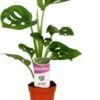 Gatenplant (Monstera 'Monkey Mask') D 5,5 H 25 Cm -Groene Tuin Winkel 8717263762164