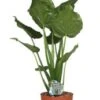 Olifantsoor (Alocasia Cucullata) D 24 H 100 Cm