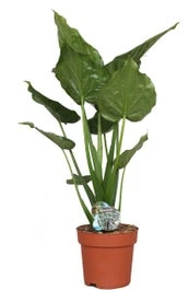 Olifantsoor (Alocasia Cucullata) D 24 H 100 Cm