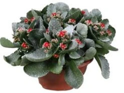 Kalanchoë (Kalanchoe Blossfeldiana 'Tiger') D 23 H 25 Cm