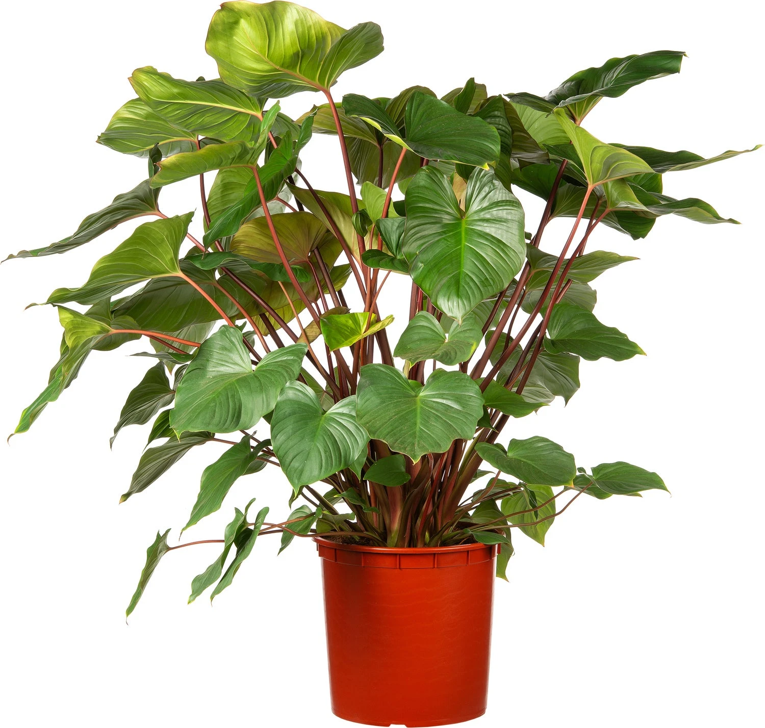 Homalomena (Homalomena Rubescens 'Maggy') D 34 H 120 Cm 3 Homalomena (Homalomena Rubescens 'Maggy') D 34 H 120 Cm