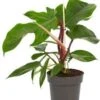Philodendron (Philodendron Squamiferum) D 14 H 40 Cm -Groene Tuin Winkel 8717263762966