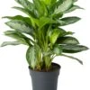 Aglaonema (Aglaonema 'Silver Bay') D 24 H 65 Cm