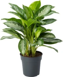 Aglaonema (Aglaonema 'Silver Bay') D 24 H 65 Cm