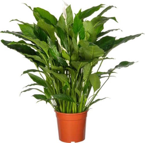 Lepelplant (Spathiphyllum 'Sweet Sebastiano') D 27 H 140 Cm