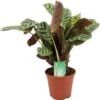 Gebedsplant (Ctenanthe Amagris 'Burle Marxie') D 14 H 25 Cm 1 Gebedsplant (Ctenanthe Amagris 'Burle Marxie') D 14 H 25 Cm -Groene Tuin Winkel 8717263763123 1