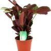 Gebedsplant (Ctenanthe Amagris) D 14 H 25 Cm -Groene Tuin Winkel 8717263763130 1