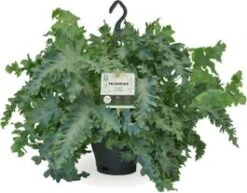 Blauwvaren In Hangpot (Phlebodium Aureum 'Davana') D 20 H 50 Cm