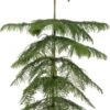 Kamerden (Araucaria Heterophylla) D 14 H 60 Cm -Groene Tuin Winkel 8717263763512