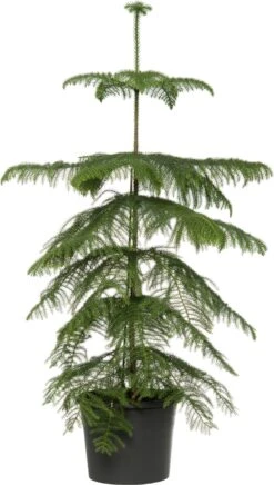 Kamerden (Araucaria Heterophylla) D 14 H 60 Cm
