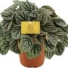 Peperomia (Peperomia Burbella) D 15 H 25 Cm