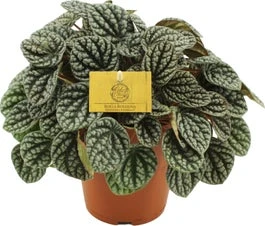Peperomia (Peperomia Burbella) D 15 H 25 Cm 3 Peperomia (Peperomia Burbella) D 15 H 25 Cm