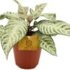 Aphelandra (Aphelandra 'White Wash') D 12 H 30 Cm -Groene Tuin Winkel 8717263763734